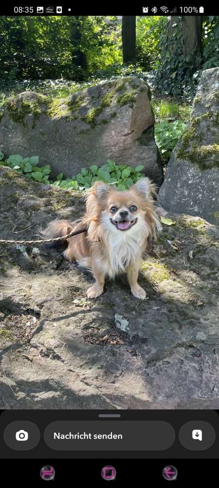Hundetreffen-Gassirunde auf der furth-Profilbild