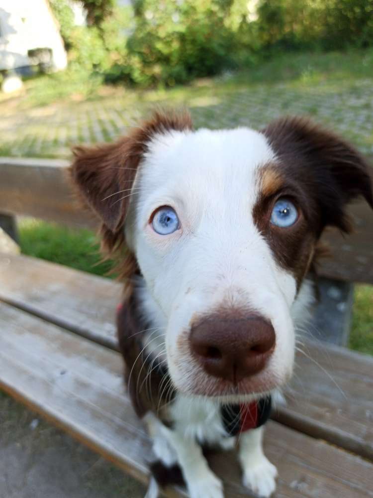 Hundetreffen-Junghunde treff bis 20 kilo-Profilbild