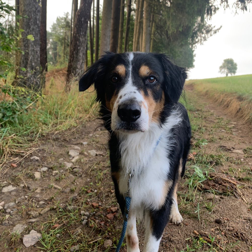 Hundetreffen-Social Walk 🐾-Profilbild