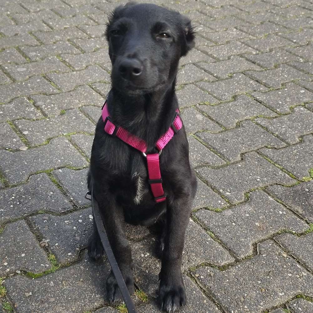 Hundetreffen-Welpen- bis junghund treffen-Profilbild