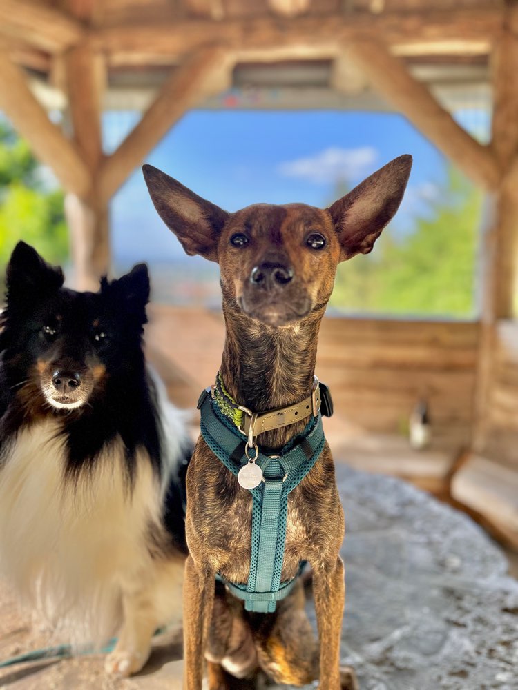 Hundetreffen-Hundesitter gesucht-Profilbild