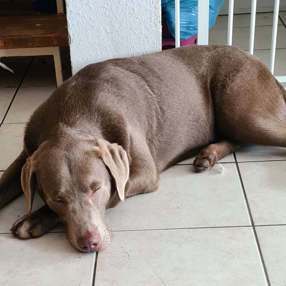 Hundetreffen-Spielkamerad gesucht für Chicco-Profilbild