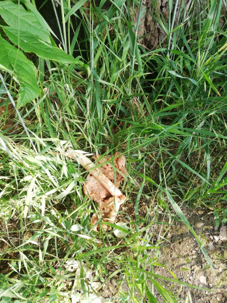 Giftköder-Giftköder?!-Profilbild