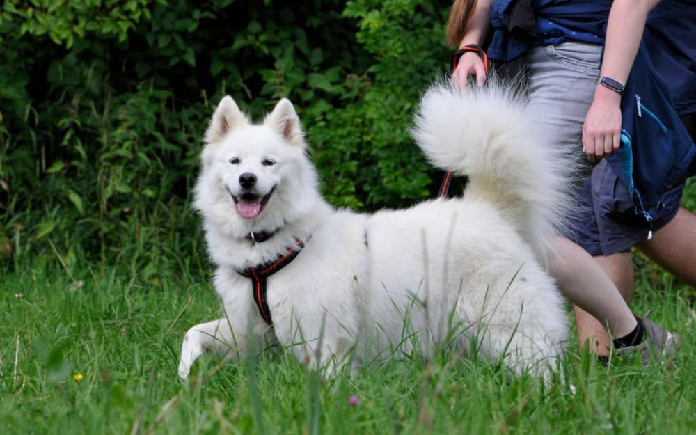 Hundetreffen-Hundefreunde gesucht-Profilbild