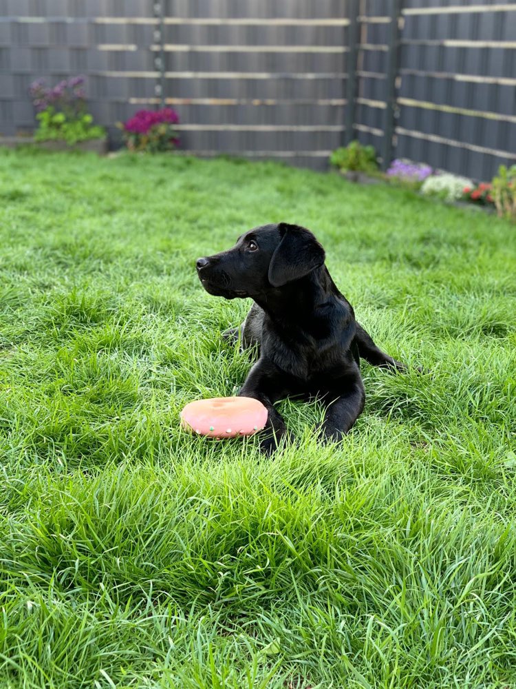 Hundetreffen-Spieltreffen unter Welpen-Profilbild