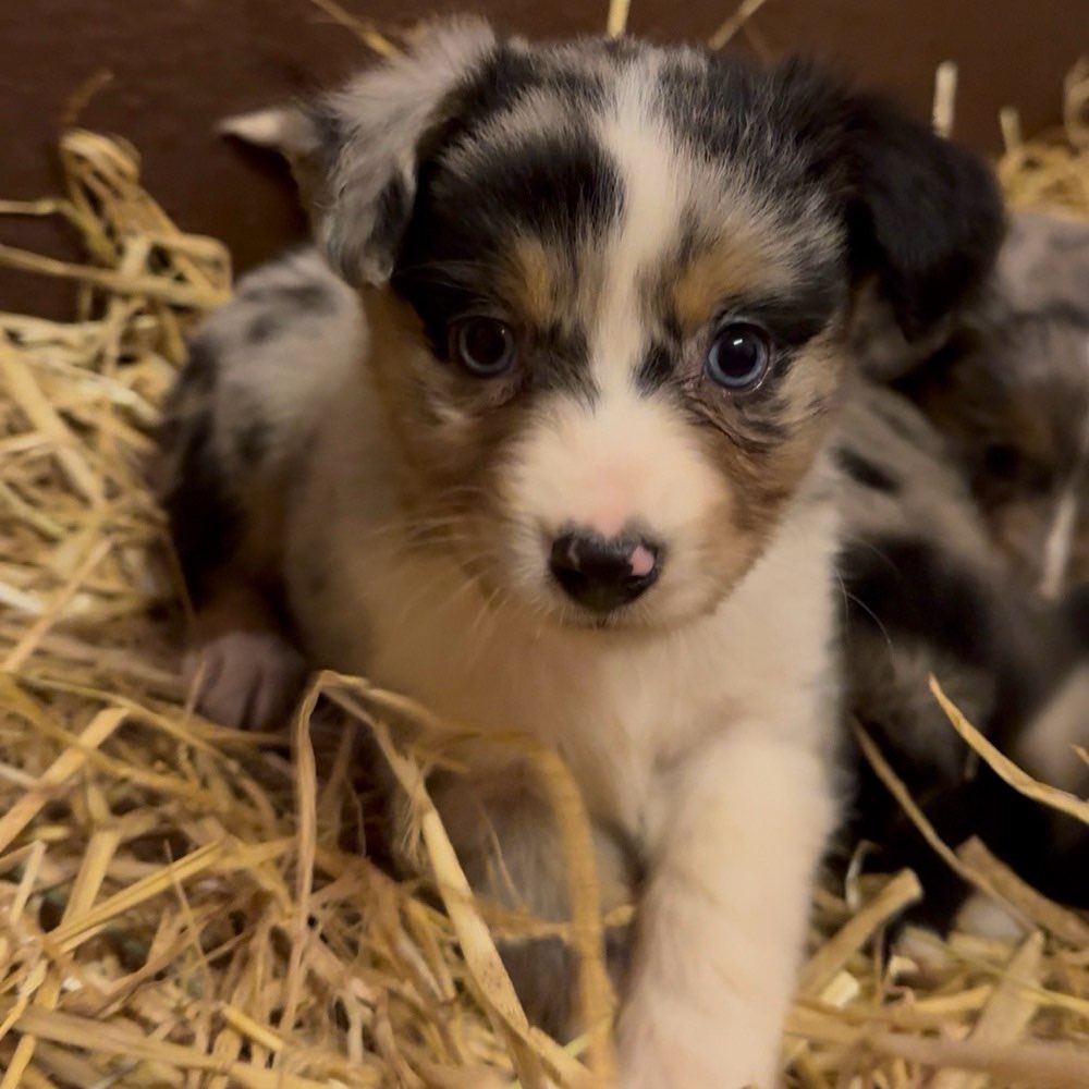 Hundetreffen-Welpenspieltreff-Profilbild