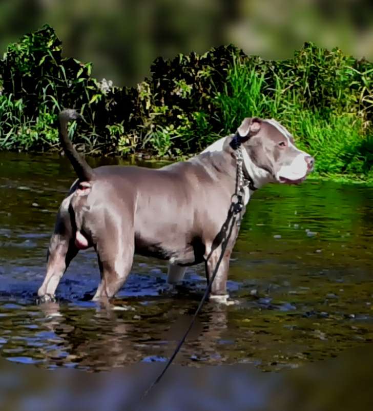 Hundetreffen-Hundefreunde HALBERSTADT-Profilbild