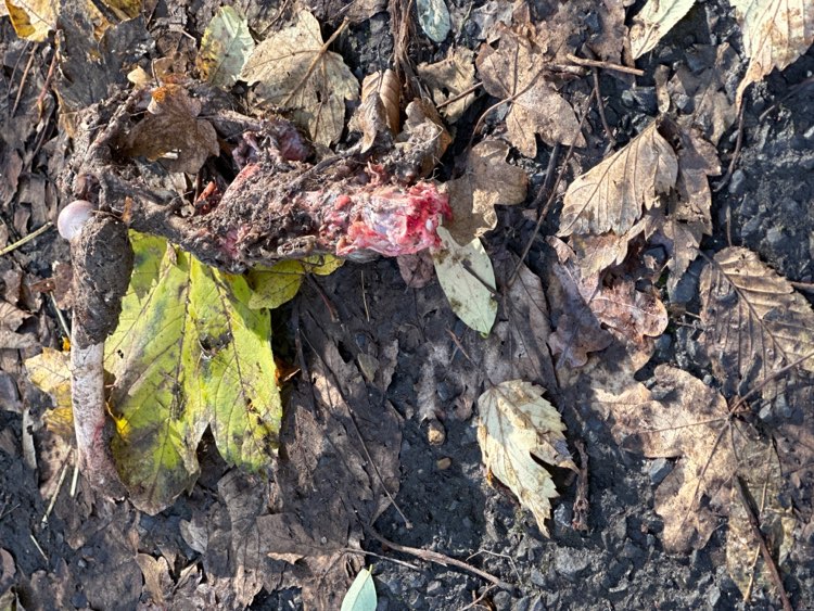 Giftköder-Frische Tierknochen-Profilbild