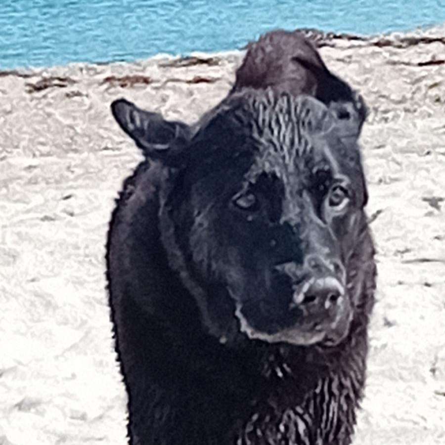 Hundetreffen-Senioren Gassi Treff-Profilbild