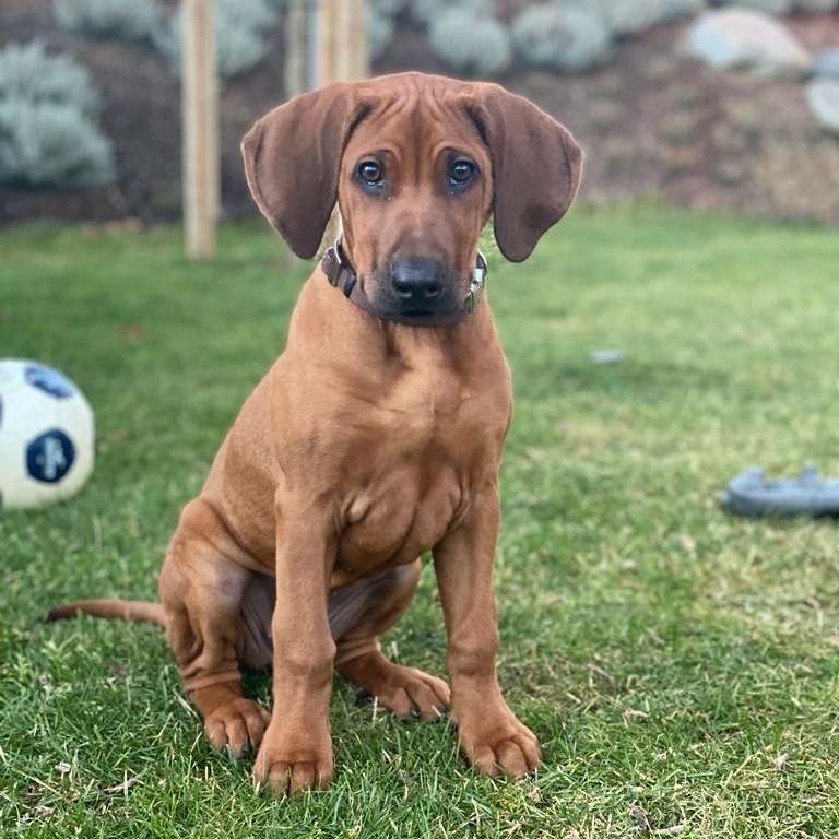 Hundetreffen-Spieltreffen-Profilbild