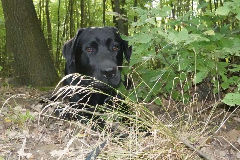 Hundetreffen-Training Hundebegnung-Profilbild