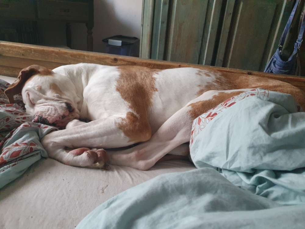 Hundetreffen-Suche aktiven Hund für Spielen und Spaziergang-Profilbild