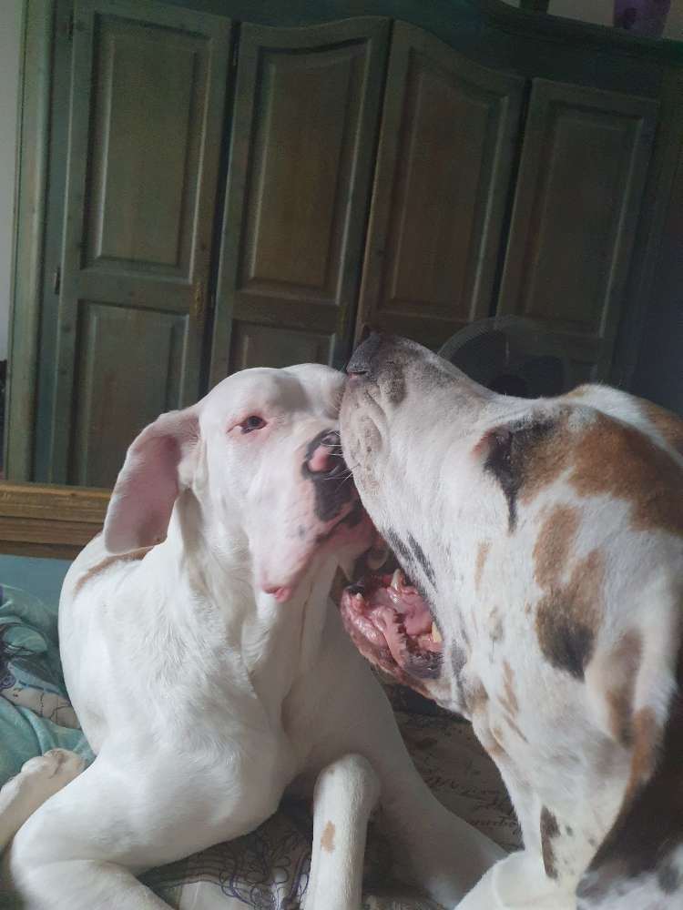 Hundetreffen-Hunde zum Spielen und Toben gesucht-Profilbild