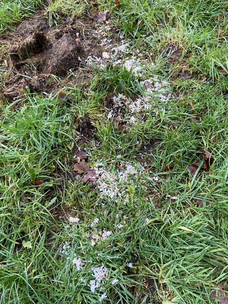 Giftköder-Reis auf Wiese verstreut.-Profilbild