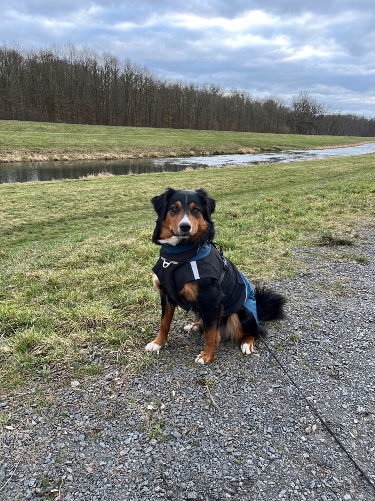 Hundetreffen-Social Walk um Leipzig-Profilbild