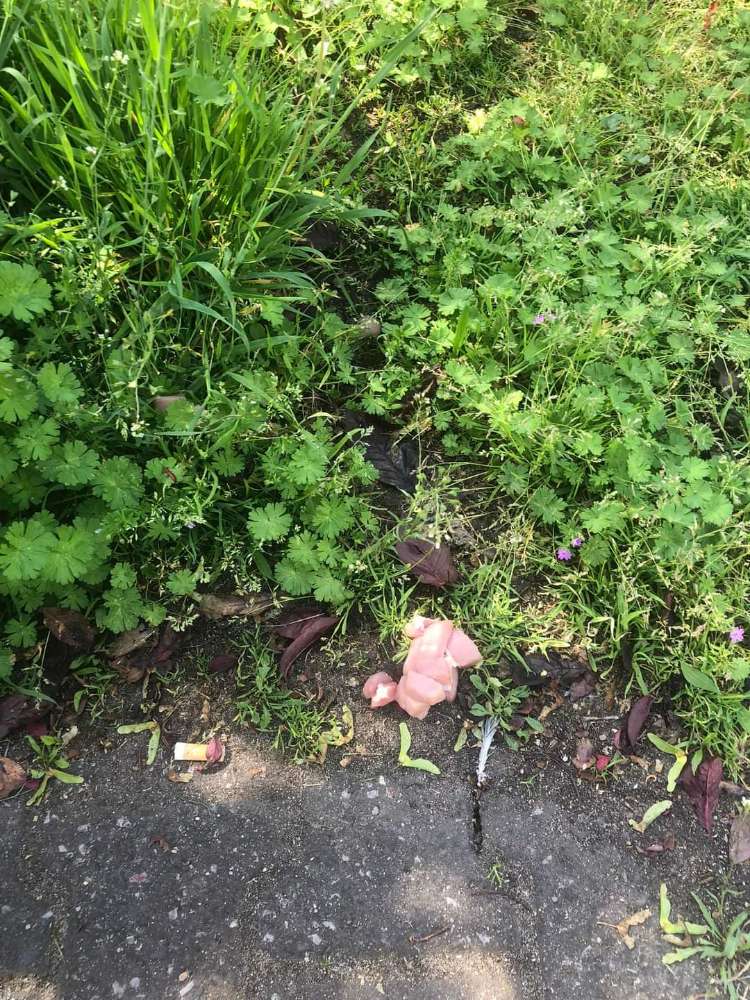 Giftköder-Ausgelegtes Geflügelfleisch-Profilbild