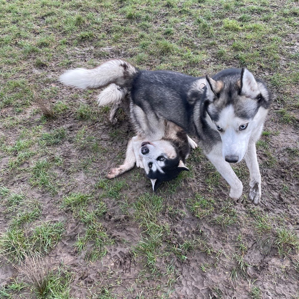 Hundetreffen-Huskytreff-Profilbild