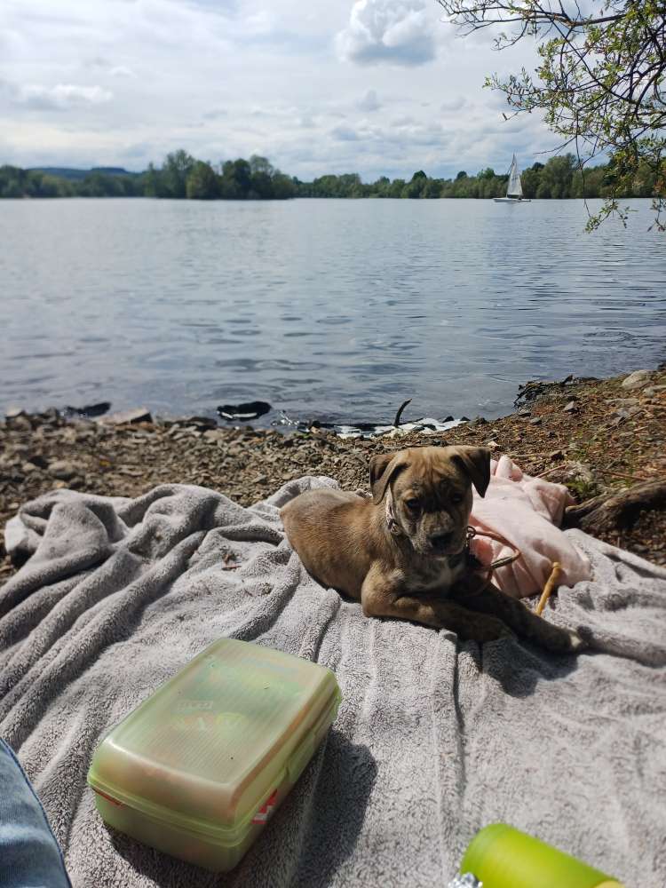 Hundetreffen-Welpentreffen-Profilbild