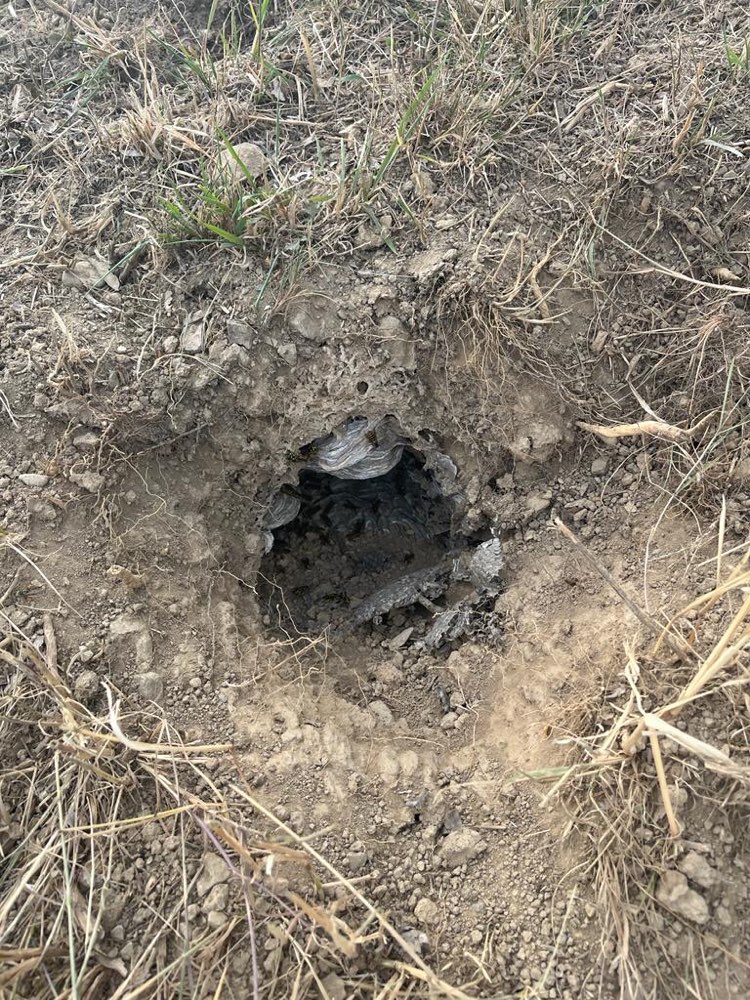 Giftköder-Erdwespennest-Profilbild