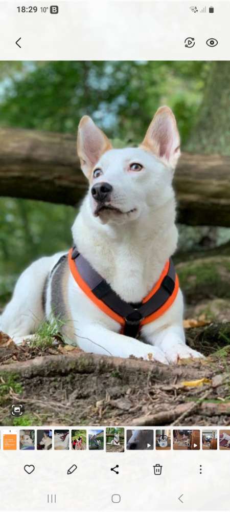 Hundetreffen-Nette Hunde für Gassirunde-Profilbild