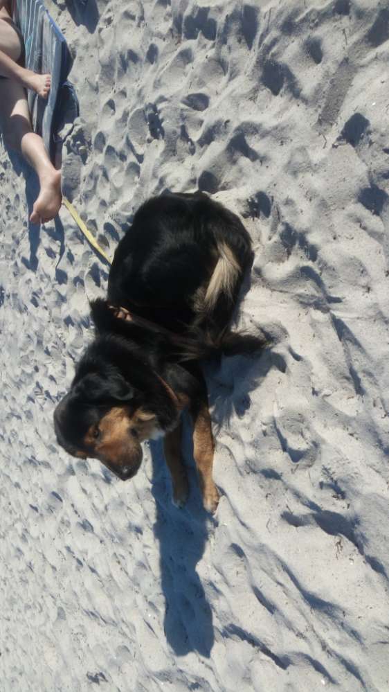 Hundetreffen-Hundespaziergang-Profilbild