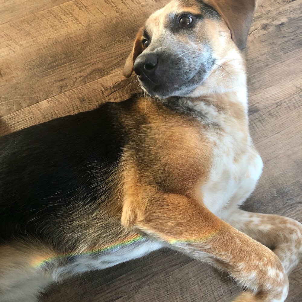 Hundetreffen-Hundetreffen in Schwenningen-Profilbild