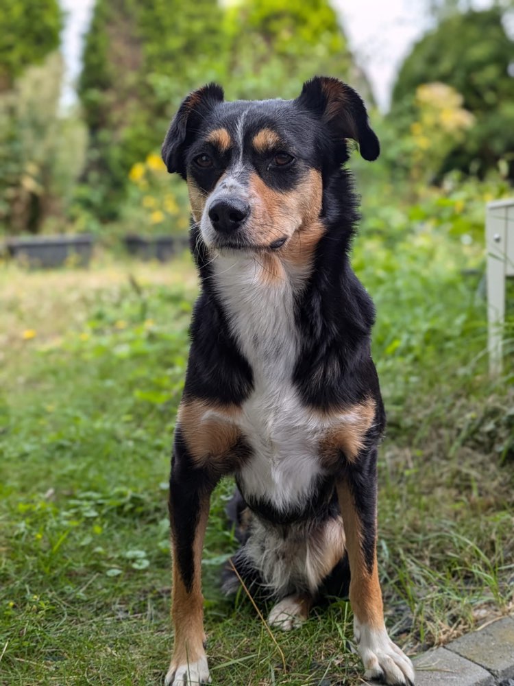 Suchmeldung-Molly-Profilbild