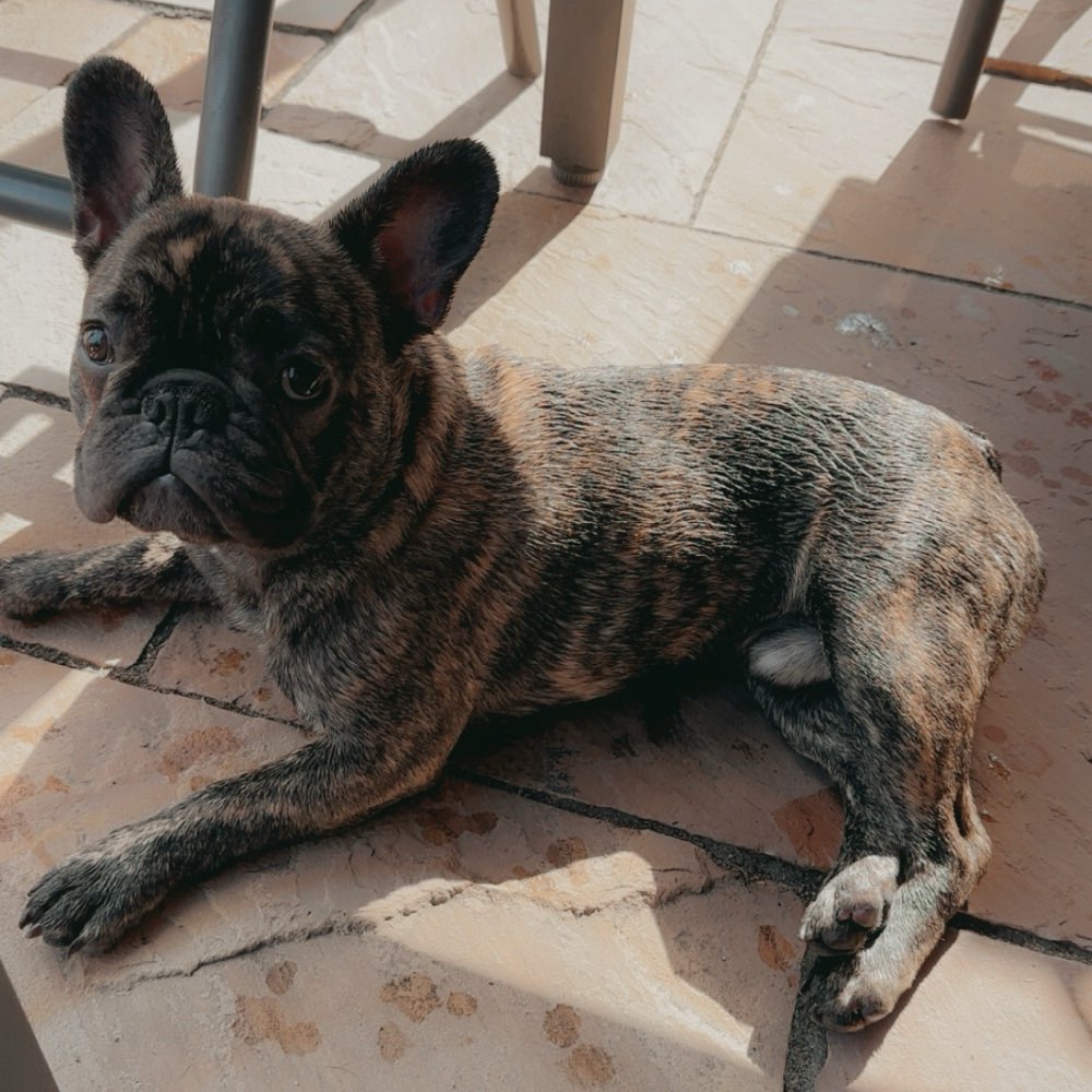 Hundetreffen-Gassi und Spiel Partner gesucht :)-Profilbild