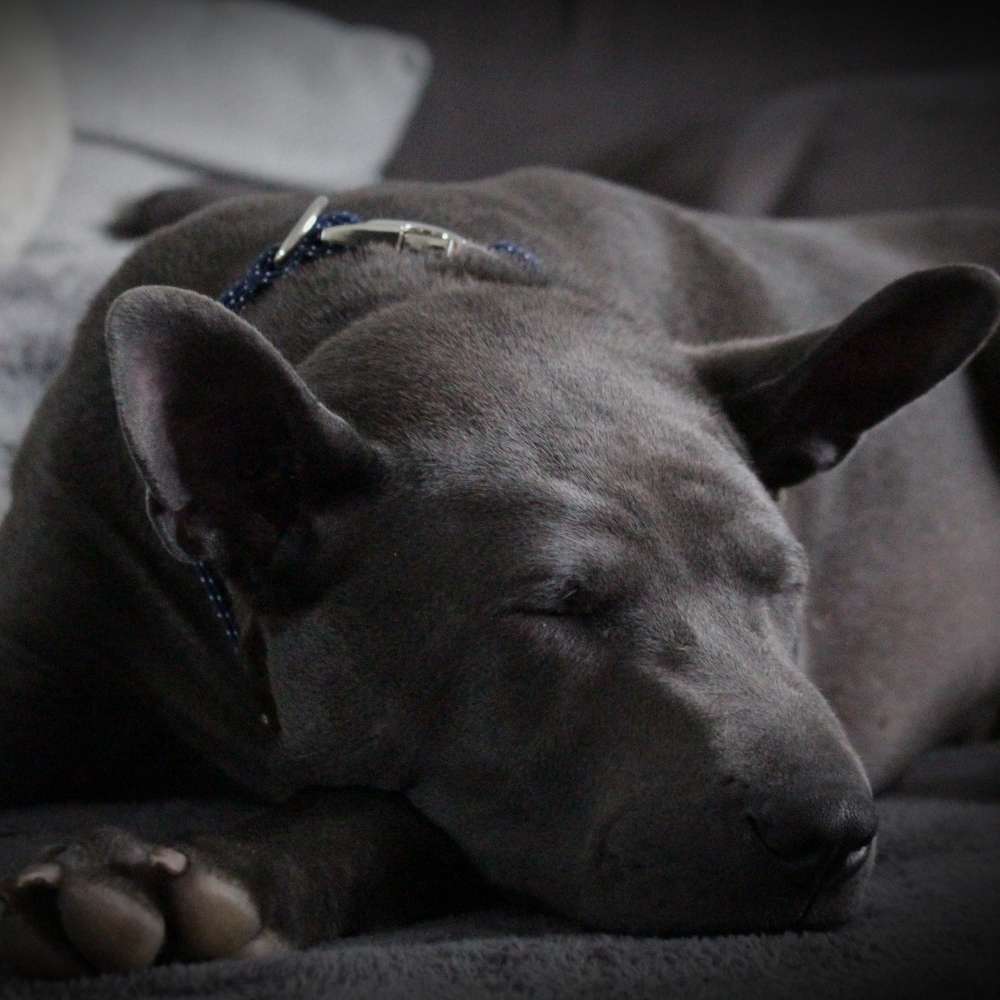 Hundetreffen-Gassi- und Spieltreffen-Profilbild