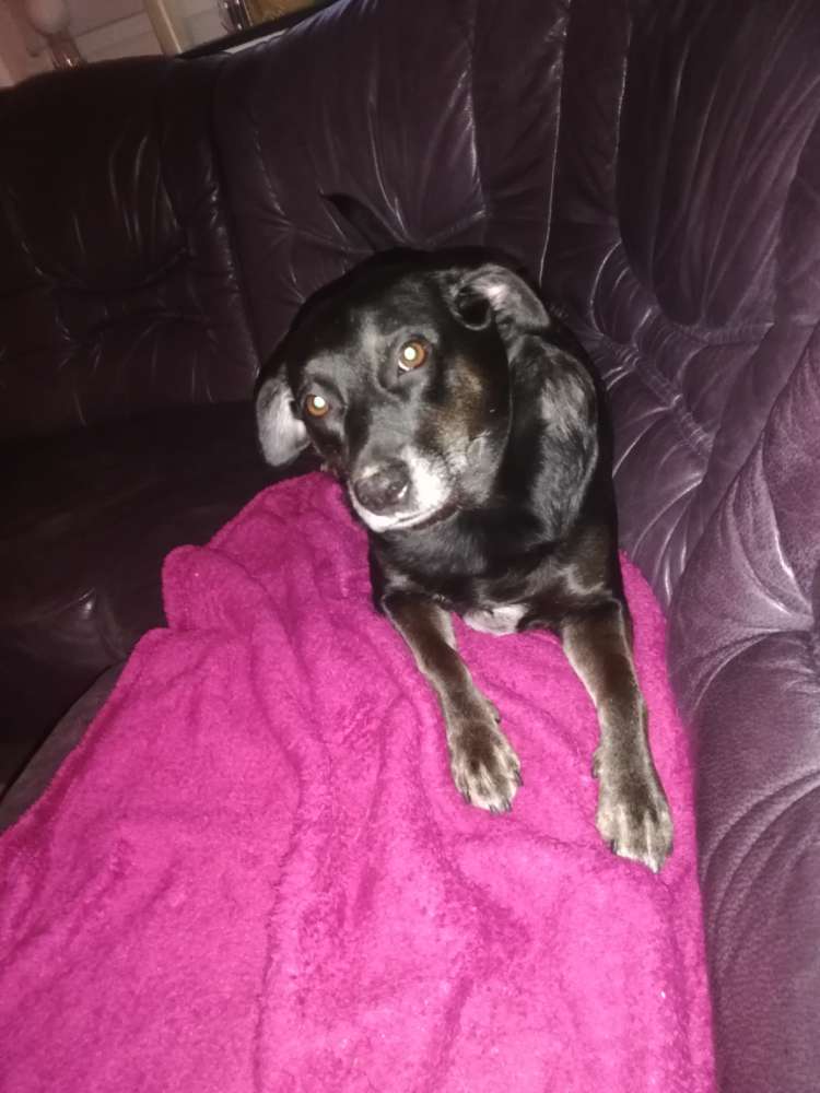 Hundetreffen-Kleine liebe Spielgefährten gesucht-Profilbild