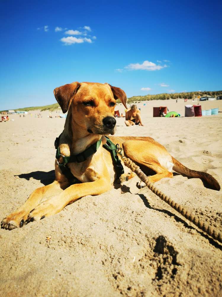 Hundetreffen-Spielfreundin für Theo gesucht-Profilbild