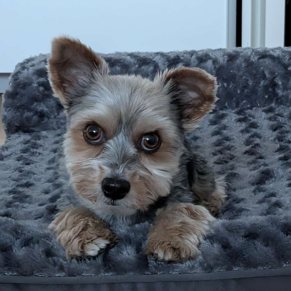 Hundetreffen-Gemeinsame Gassirunden-Profilbild