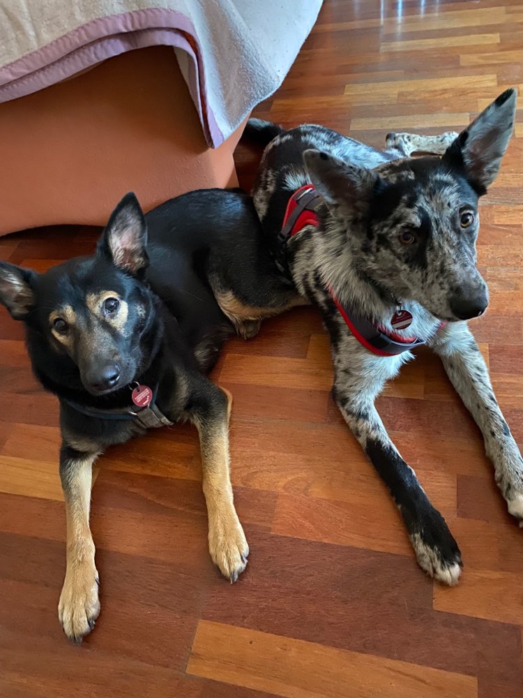 Hundetreffen-SozialWalks / Begegnungstraining-Profilbild