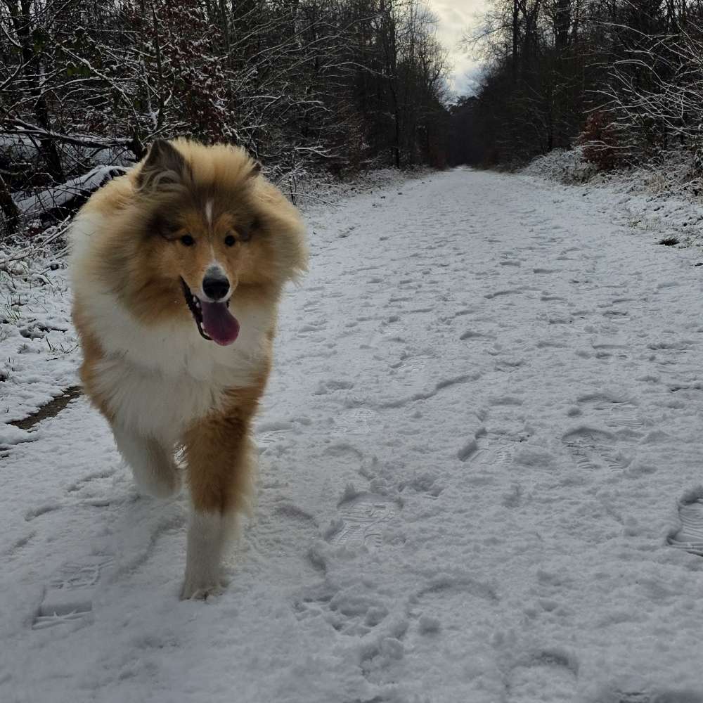 Hundetreffen-Kleine Spiel- und Gassirunden-Profilbild