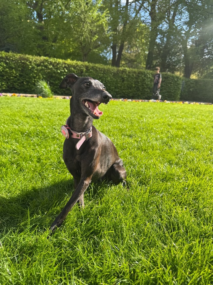 Hundetreffen-Windspiele/ iggy meetup-Profilbild