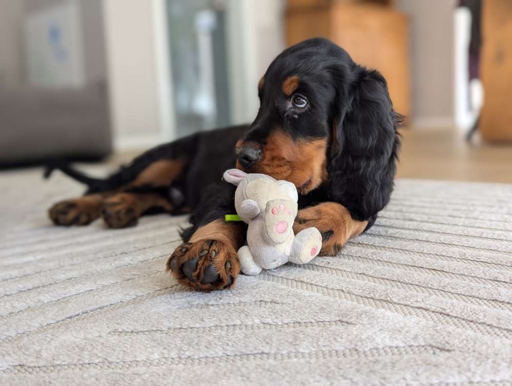 Hundetreffen-Welpentreffen, spielen-Profilbild