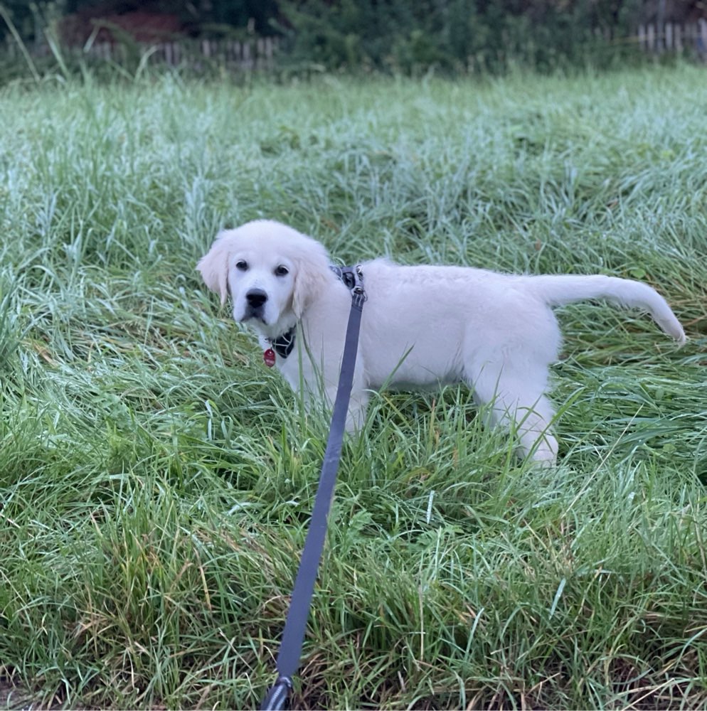 Hundetreffen-Welpentreffen-Profilbild