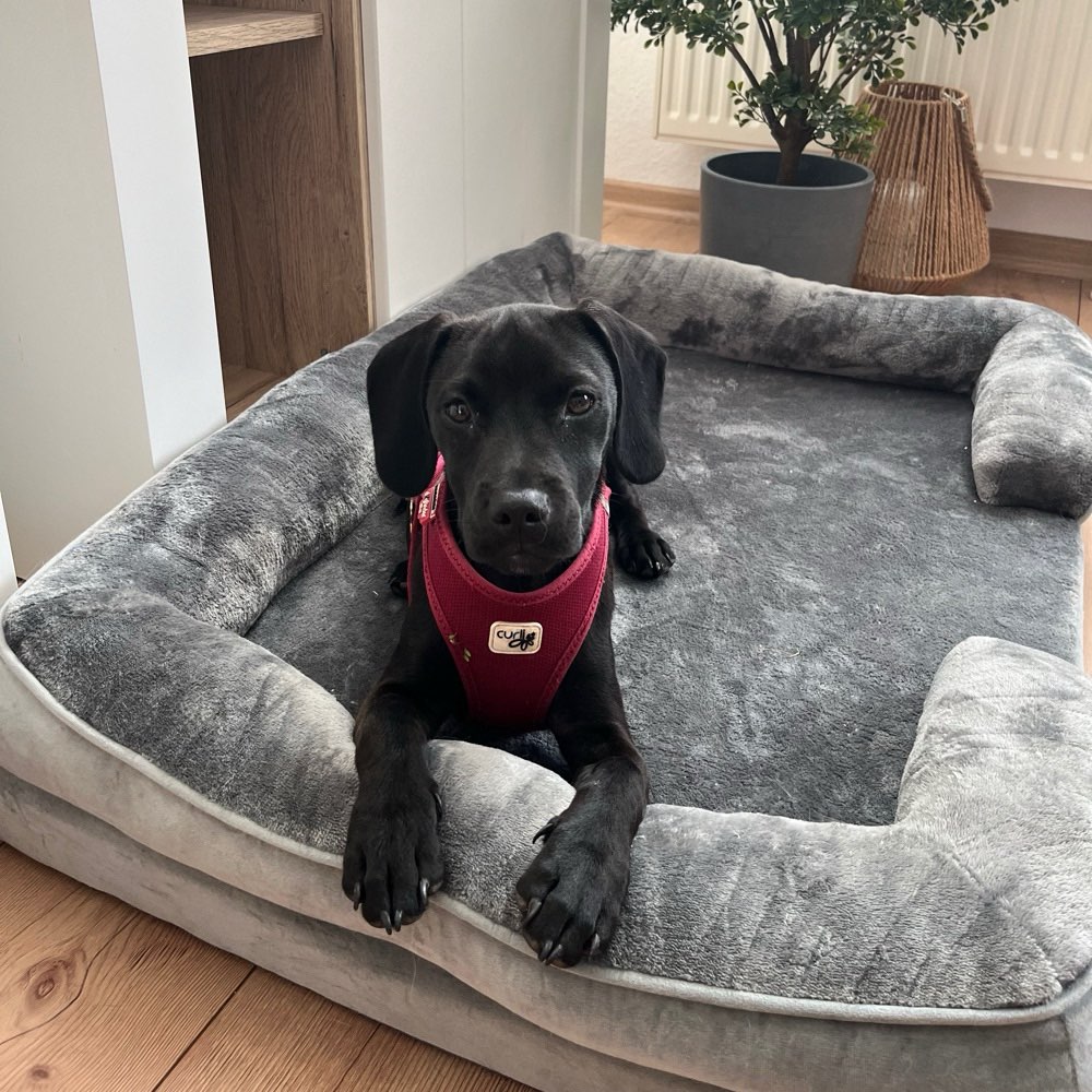 Hundetreffen-Spielen, Toben oder einfach nur Gassi gehen-Profilbild