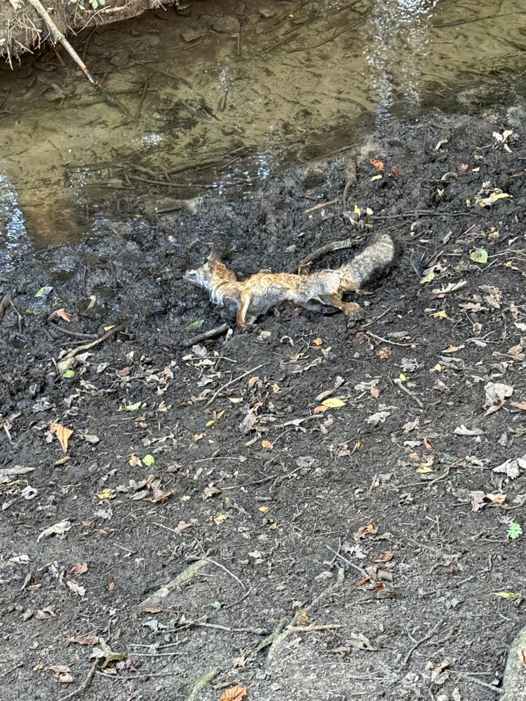 Giftköder-Toter Fuchs-Profilbild