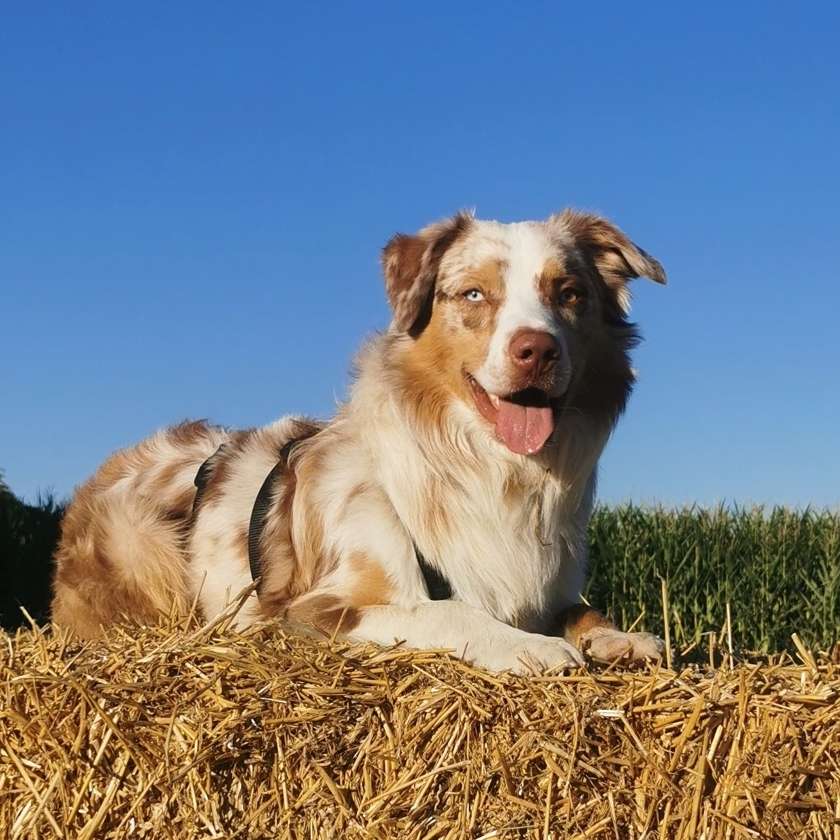 Hundetreffen-Gassi - und Spielrunde🐶-Profilbild