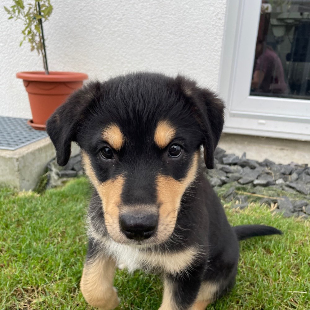 Hundetreffen-Welpen Treffen-Profilbild