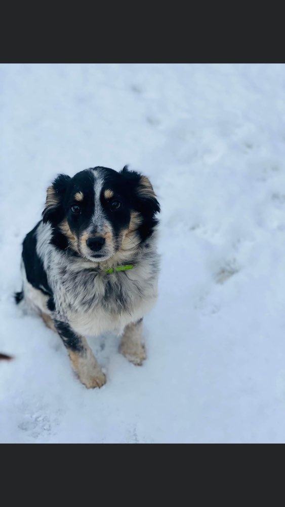 Hundetreffen-Welpentreffen/ Spaziergänge Nörten-Hardenberg-Profilbild