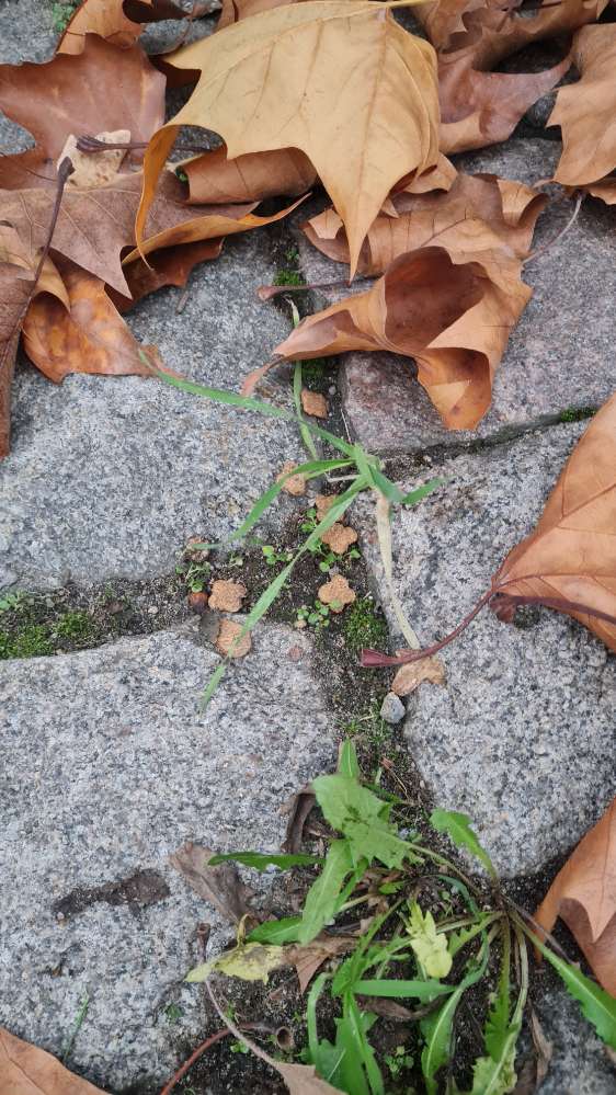 Giftköder-Leckerlis unter Laub-Profilbild