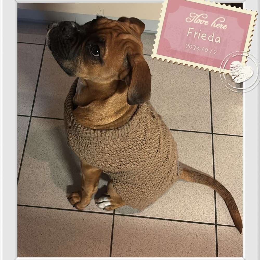 Hundetreffen-Welpen Junghund Treffen in Hallstadt und 15 km Umgebung 🐾🐾-Profilbild