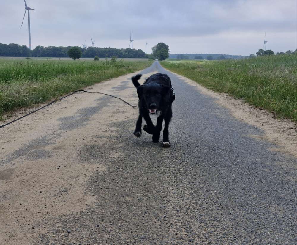 Hundetreffen-Gleichgesinnten gesucht-Profilbild