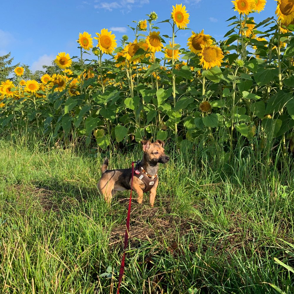 Hundetreffen-Kleiner Hund sucht neue Kontakte (Altstadt)-Profilbild