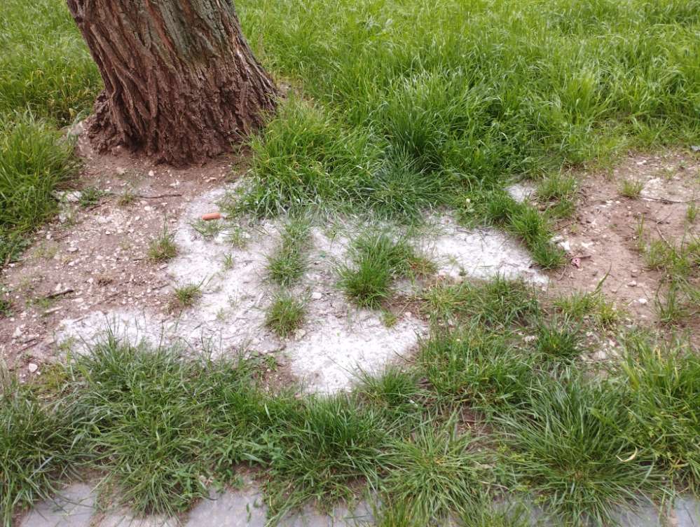 Giftköder-Vorsicht weißes Pulver!-Profilbild