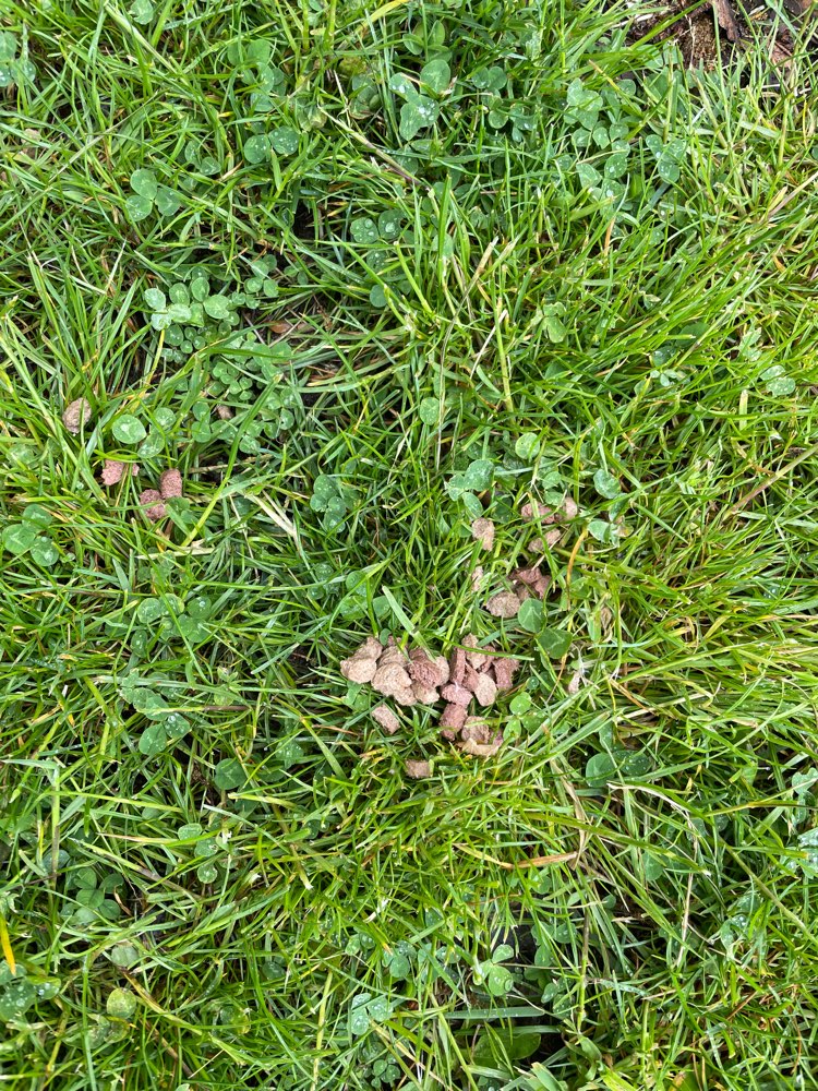 Giftköder-Eventueller Giftköder-Profilbild