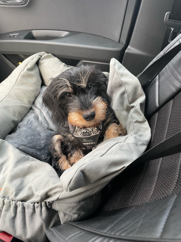 Hundetreffen-Gassi und Spielrunden gesucht!-Profilbild