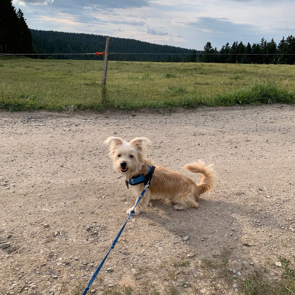 Hundetreffen-Chino sucht Spielkameraden-Profilbild